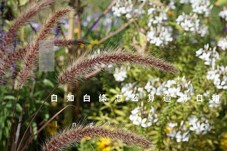 自如白條怎么算逾期(自如白條怎么申請(qǐng))