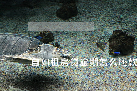 自如租房贷逾期怎么还款(自如租房逾期5天)