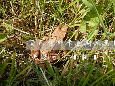 自己信用卡逾期老婆貸款(老公信用卡有逾期,老婆可以貸款嗎)