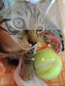 自己出軌怎么挽回老婆的心(老婆出軌了該如何挽救)