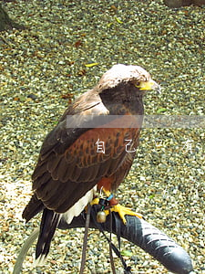 自己只有一套房法院可以強制嗎(法院強制執(zhí)行只有一套房怎么辦)