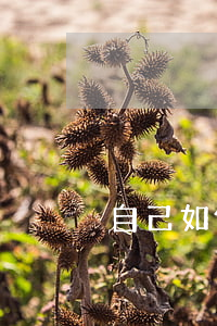 自己如何去起訴離婚(起訴離婚要怎么起訴)