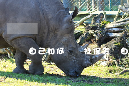 自己如何繳納社保(怎樣自己繳納社保)