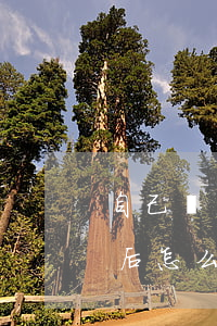 自己寫訴狀交給法院可以嗎(寫了訴狀給法院后怎么辦)