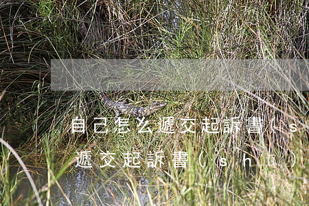 自己怎么遞交起訴書(shū)(怎樣去法院遞交起訴書(shū))