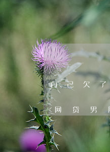 自己欠了很多网贷怎么跟男朋友说(女朋友欠网贷男朋友要不要帮他还)
