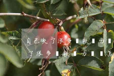 自己欠了很多貸款無力償還怎么辦-自己欠了很多貸款無力償還怎么辦呢