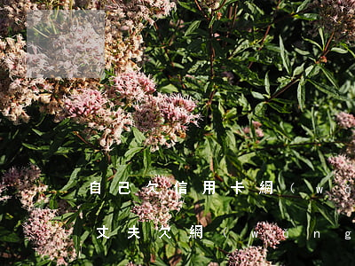 自己欠信用卡網(wǎng)貸妻子能貸款(丈夫欠網(wǎng)貸信用卡離婚有用嗎)