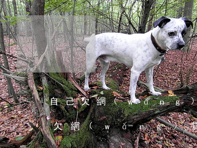 自己欠網(wǎng)貸 父母需要代還(家人欠網(wǎng)貸,我需要還嗎)