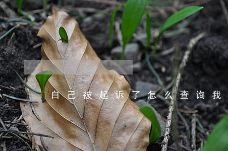 自己被起诉了怎么查询(我被起诉了怎么查询)