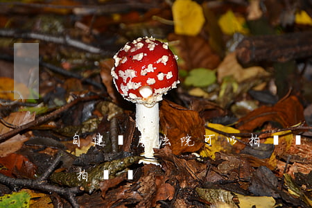 自建廠房法院可以拍賣嗎(自建廠房法院可以拍賣嗎)
