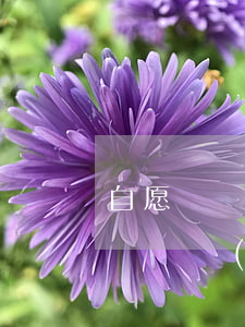 自愿過戶合同協(xié)議書怎么寫(同意過戶協(xié)議書怎么寫)