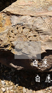 自愿離婚協(xié)議書(shū)范本(自愿離婚協(xié)議書(shū)范本2019)