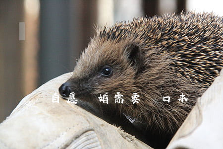 自愿離婚需要戶口本嗎