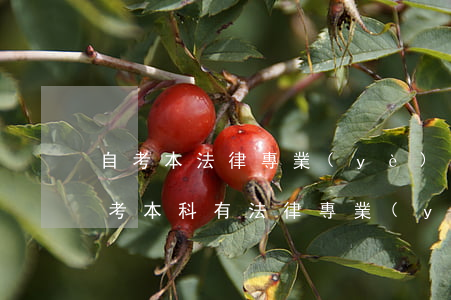 自考本法律專業(yè)可以考司法證嗎(自考本科有法律專業(yè)嗎)