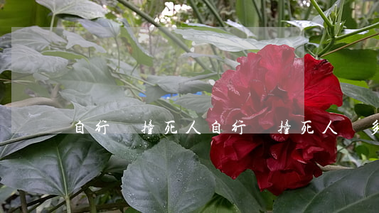 自行車撞死人(自行車撞死人賠多少錢)