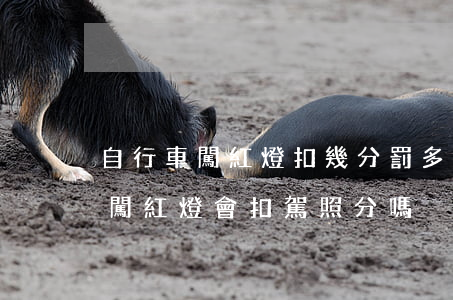 自行車闖紅燈扣幾分罰多少錢(電動車自行車闖紅燈會扣駕照分嗎)