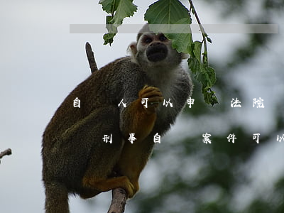 自訴人可以申請法院調(diào)查取證嗎(刑事自訴案件可以申請法院調(diào)取證據(jù)嗎)
