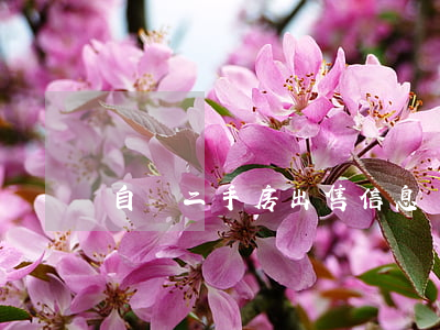 自貢二手房出售信息