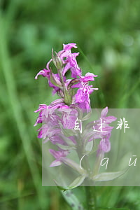 自述非惡意逾期證明與非惡意拖欠證明的區(qū)別（信用卡自述非惡意逾期證明）