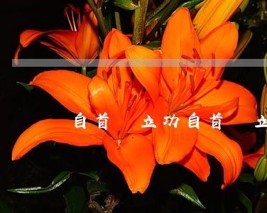 自首與立功(自首與立功司法解釋 理解與適用)