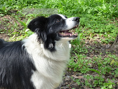 自駕游保險(xiǎn)怎么買
