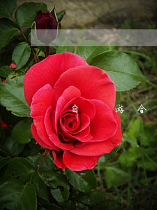 自駕游合同