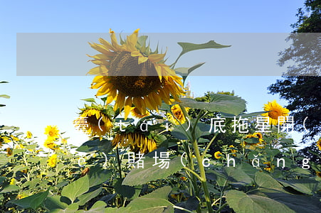 臺(tái)底拖星開(kāi)設(shè)賭場(chǎng)(賭臺(tái)底怎么玩)
