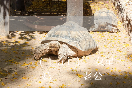 臺(tái)灣女星許瑋寧承認(rèn)離婚(許瑋寧老公)