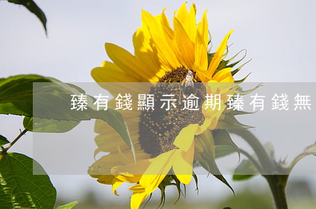 臻有錢顯示逾期(臻有錢無法還款)