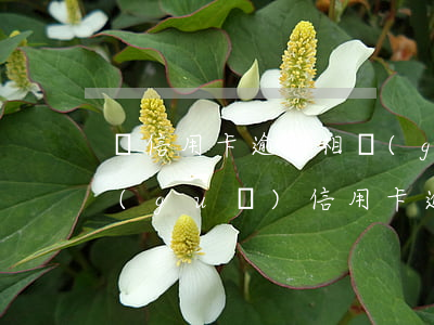 與信用卡逾期相關(guān)的法律法規(guī)（信用卡逾期立案相關(guān)法律法規(guī)）
