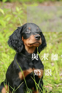 與未離婚的人同居犯法嗎(還沒(méi)離婚跟別人同居算犯法嗎)