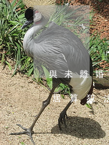 與未離婚的人同居犯法嗎(還沒離婚跟別人同居算犯法嗎)
