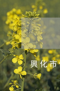 興化市債務(wù)糾紛律師