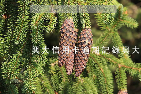 興大信用卡逾期記錄(興大信用卡逾期記錄)