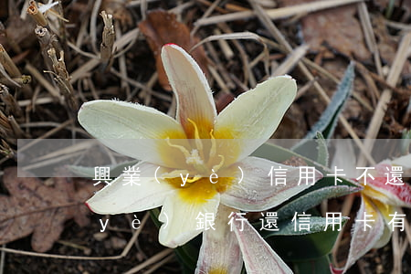 興業(yè)信用卡不還多久算逾期(興業(yè)銀行還信用卡有寬限期嗎)