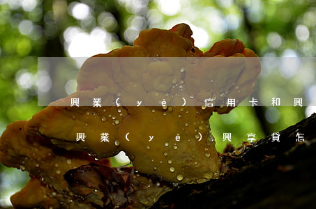 興業(yè)信用卡和興享貸加一起欠五萬(興業(yè)興享貸怎么還款)