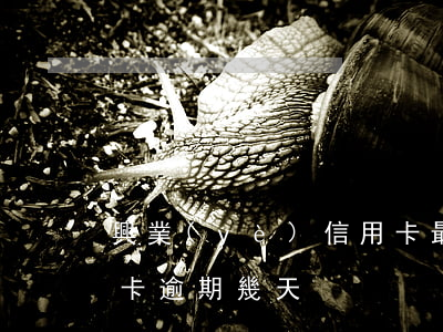 興業(yè)信用卡最多可以逾期幾天(信用卡 逾期 幾天)