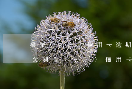 興業(yè)信用卡逾期25000三個月(欠興業(yè)信用卡六千塊逾期三個月會上門嗎)