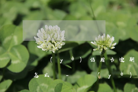 興業(yè)信用卡逾期4個(gè)月了怎么還-興業(yè)信用卡逾期4個(gè)月了怎么還