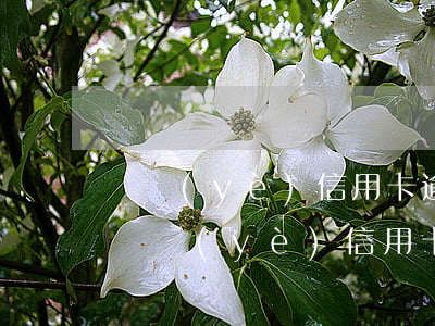 興業(yè)信用卡逾期5天,可以減免嗎-興業(yè)信用卡逾期5天,可以減免嗎