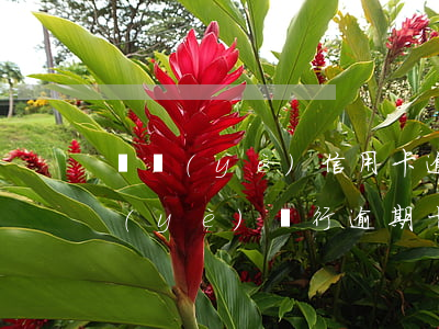 興業(yè)信用卡逾期一天還款后果(興業(yè)銀行逾期十幾天遭到催收,要求當天必須還款)