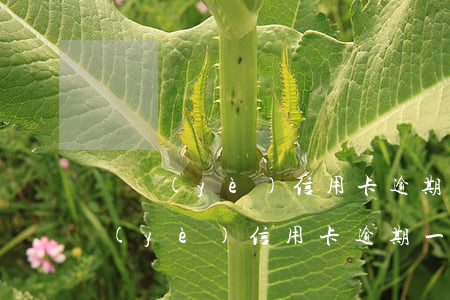 興業(yè)信用卡逾期一年了要起訴（興業(yè)信用卡逾期一年60000）