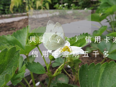 興業(yè)信用卡逾期五千(興業(yè)信用卡逾期五千多)