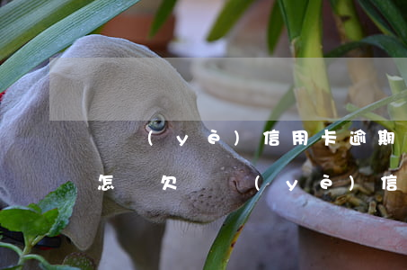 興業(yè)信用卡逾期五天會(huì)怎樣(欠興業(yè)信用卡六千塊逾期三個(gè)月會(huì)上門(mén)嗎)