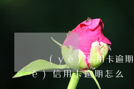 興業(yè)信用卡逾期怎么投訴(興業(yè)信用卡逾期怎么協(xié)商?)