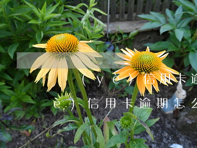 興業(yè)信用卡逾期怎么還款(興業(yè)信用卡逾期怎么還款)