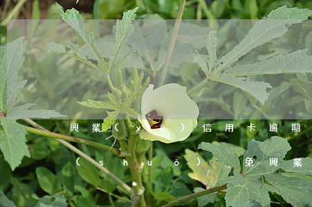 興業(yè)信用卡逾期發(fā)短信說(shuō)減免(興業(yè)信用卡逾期發(fā)短信說(shuō)減免是真的嗎)
