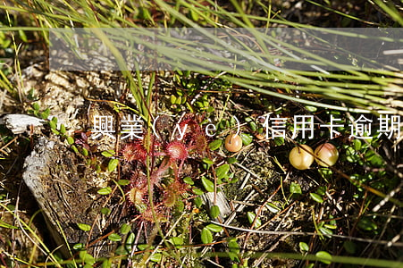 興業(yè)信用卡逾期被異地起訴