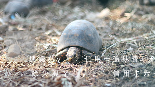 興業(yè)信用卡逾期費(fèi)用免除(欠興業(yè)信用卡六千塊逾期三個(gè)月會(huì)上門(mén)嗎)
